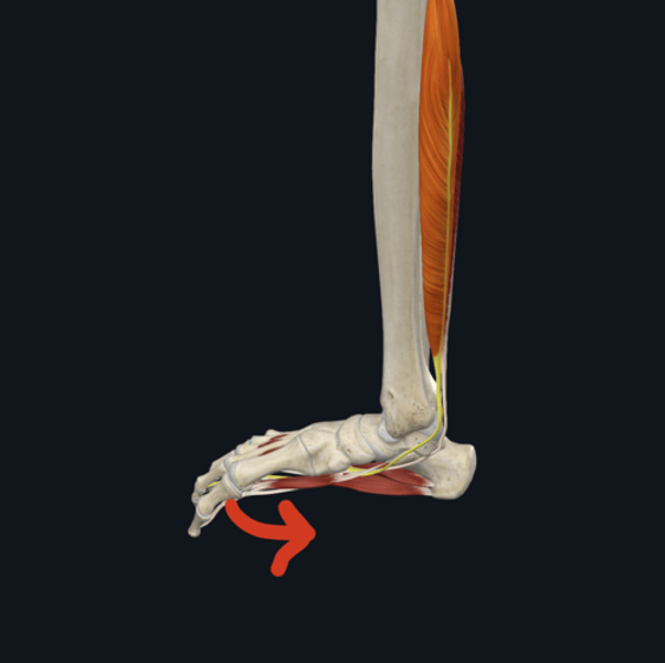 <p>Action: flexor digitorum longus</p>