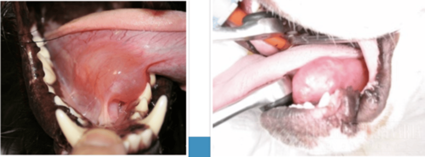 <p>what is this?</p>