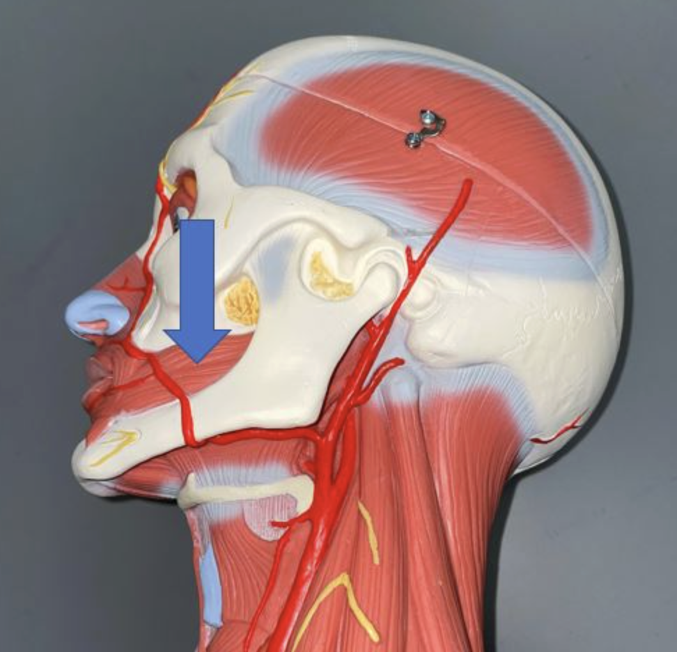 <p>muscle name & function</p>