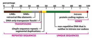 <p><span>→ </span><strong>Grands segments d’ADN</strong><span> (1-200 kb) parfois dupliqués dans le génome.</span></p>