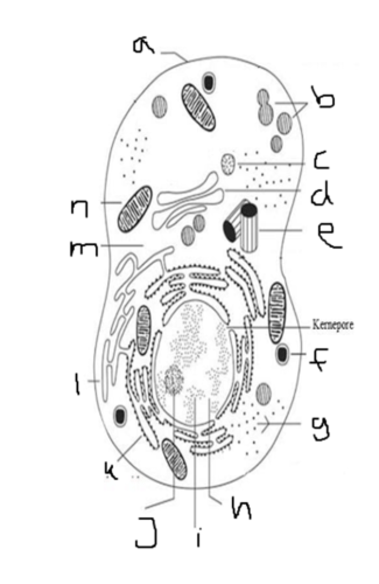<p>Hvilket organel er c?</p>