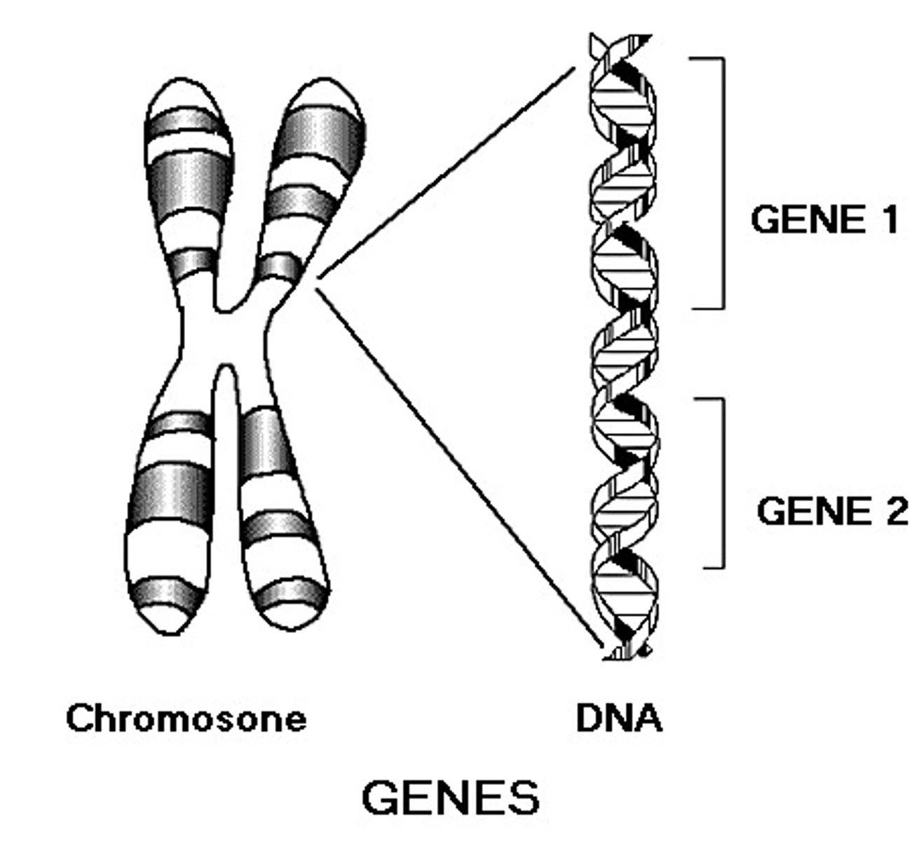 <p>the biochemical units of heredity that make up the chromosomes; a segment of DNA capable of synthesizing a protein</p>