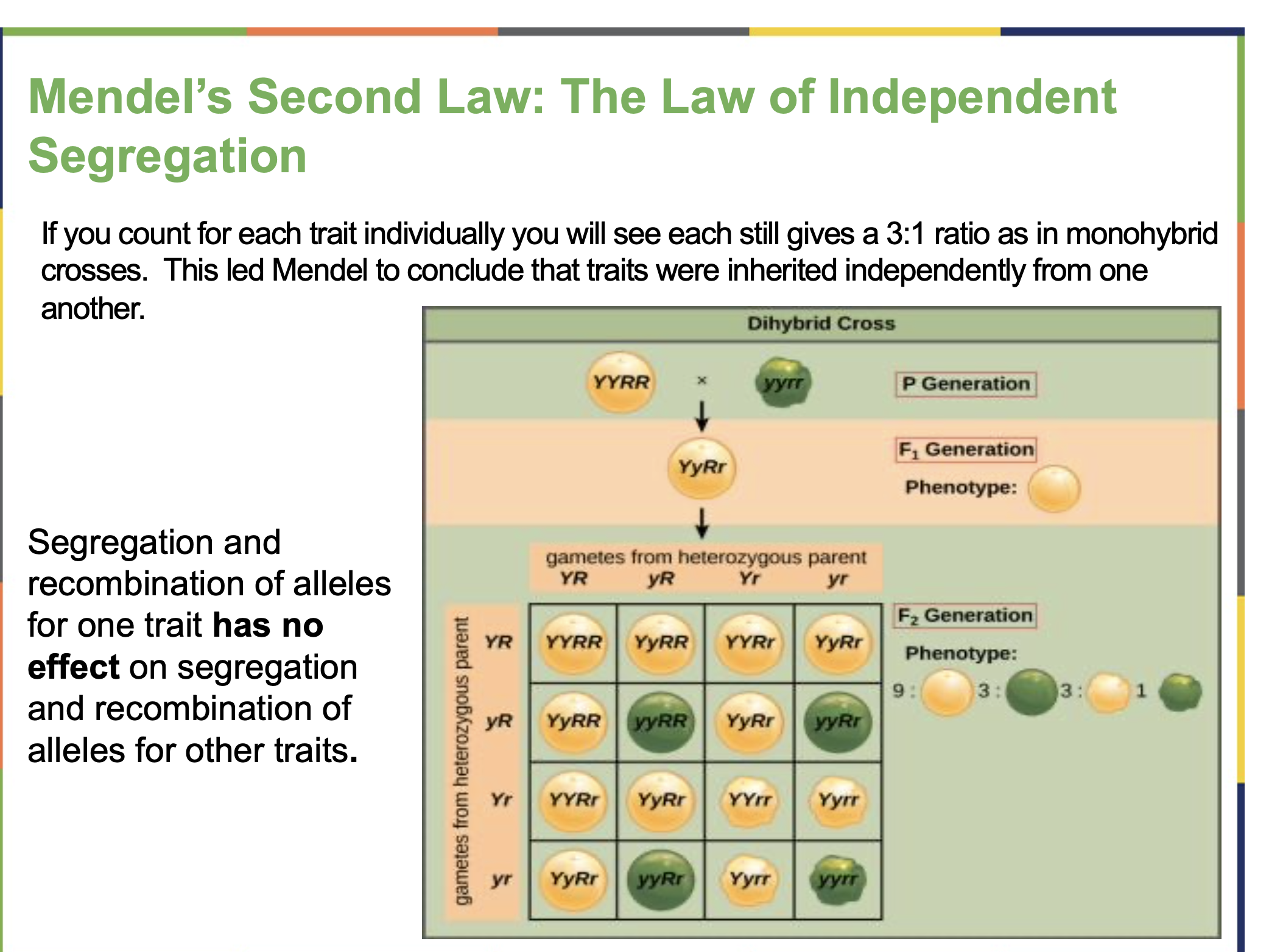 <p><span><span>paired unit factors (i.e., genes) segregate equally into gametes such that offspring have an equal likelihood of inheriting any combination of factors</span></span></p><ul><li><p><span><span>states that </span></span><strong>each organism has two alleles for every trait</strong><span><span>, and these </span></span><strong>alleles separate (segregate)</strong><span><span> during the formation of gametes (sperm and egg cells).</span></span></p></li><li><p><span><span>As a result, </span></span><strong>each gamete gets only one allele</strong><span><span> for each gene .</span></span></p></li></ul><p></p><ul><li><p>Every individual inherits <strong>two alleles</strong> for a gene — one from each parent.</p></li><li><p>During <strong>meiosis</strong> (the process that makes gametes), the <strong>two alleles separate</strong>, so each gamete carries <strong>just one allele</strong>.</p></li><li><p>When fertilization happens, <strong>two alleles</strong> (one from each parent) come together again in the offspring.</p></li><li><p>This process explains how traits can <strong>skip generations</strong> or <strong>reappear</strong> in later generations.</p></li></ul><p><strong>Mendel’s Experiment Example:</strong></p><ul><li><p>Trait: <strong>Seed color in pea plants</strong></p><ul><li><p><strong>Y</strong> = yellow (dominant)</p></li><li><p><strong>y</strong> = green (recessive)</p></li></ul></li><li><p>Parent cross: <strong>Yy × Yy</strong></p></li></ul><p>When gametes form:</p><ul><li><p>One gamete gets <strong>Y</strong>, the other gets <strong>y</strong>.</p></li><li><p>The offspring combinations can be:</p><ul><li><p><strong>YY</strong>, <strong>Yy</strong>, <strong>Yy</strong>, <strong>yy</strong></p></li></ul></li></ul><p><strong>Results:</strong></p><ul><li><p>3 yellow : 1 green ratio in offspring.</p></li><li><p>The <strong>green trait (recessive)</strong> reappears when both <strong>y alleles</strong> come together.</p></li></ul><p></p>