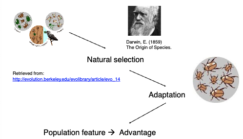 <ul><li><p class=""><strong>Variation</strong>: Individuals differ in traits</p></li><li><p class=""><strong>Heredity</strong>: Traits are passed on genetically</p></li><li><p class=""><strong>Differential reproduction</strong>: Traits that help survival and communication get passed on more easily</p></li></ul><p class=""></p><p class=""><strong>Implication for language</strong>:</p><ul><li><p class="">Language-related traits (like vocal learning or symbol processing) may have <strong>evolved gradually</strong> due to <strong>adaptive advantages</strong> (e.g., better cooperation, teaching, mate selection)</p></li></ul><p></p>