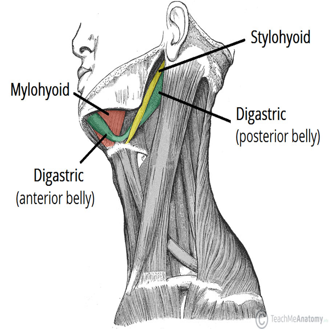 <ul><li><p>suprahyoid muscle</p></li><li><p>separated into an anterior and posterior belly; connected by intermediate tendon at hyoid bone</p></li><li><p>posterior originates at mastoid process, anterior originates at mandible</p></li></ul><p></p>