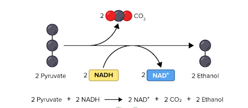 <p>Alcohol fermentation</p>