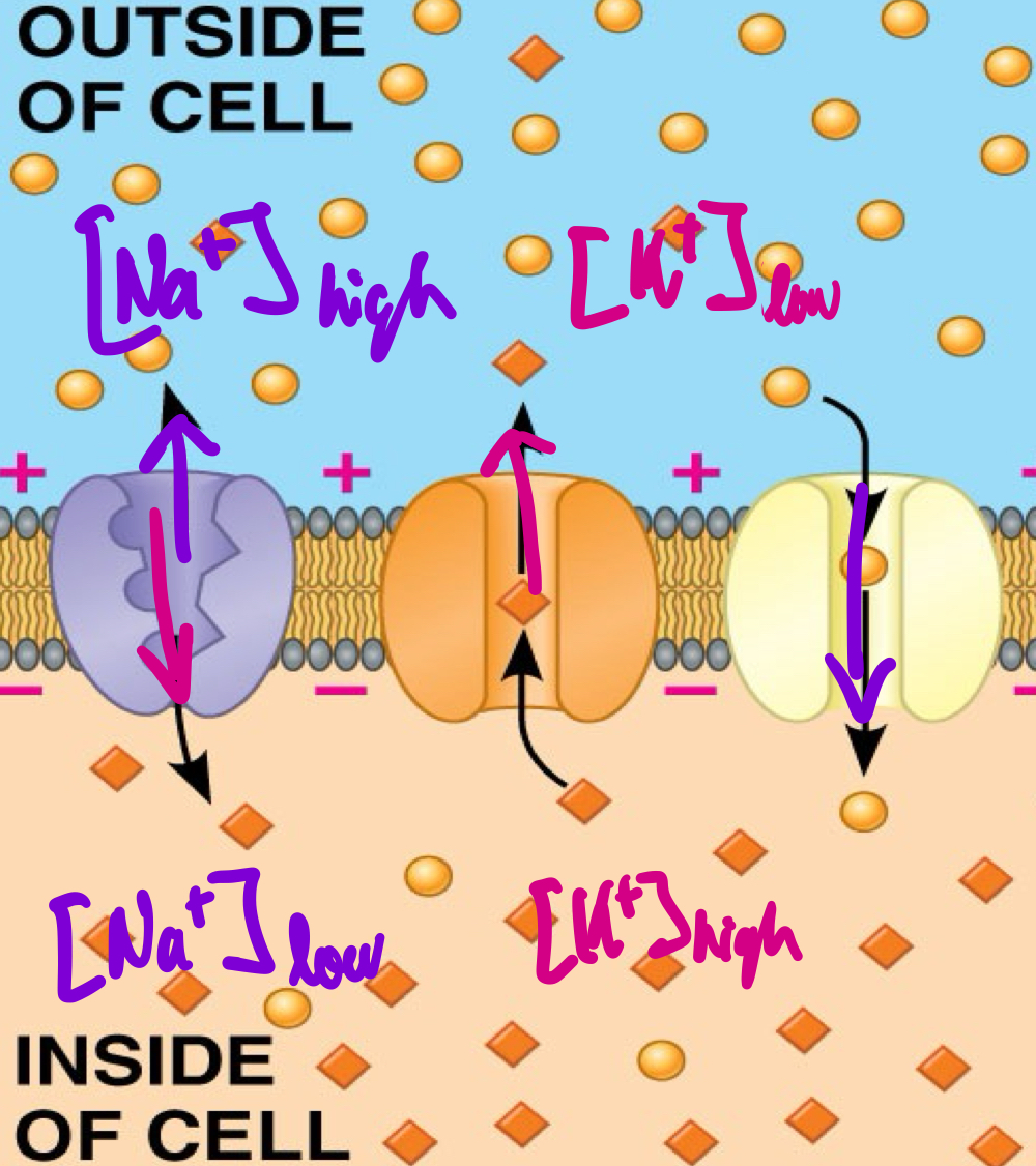 <ol><li><p>Na<sup>+</sup> and K<sup>+</sup> pumps continually pump Na<sup>+</sup> out and K<sup>+</sup> in via active transport in a ratio of 3:2, respectively.</p></li><li><p>Non-gated Na<sup>+</sup> channels leak Na<sup>+</sup> back in and non-gated K<sup>+</sup> channels leak K<sup>+</sup> back out via passive transport. Stable ion gradients are established, wherein [Na<sup>+</sup>] is high outside, and [K<sup>+</sup>] is high inside.</p></li><li><p>We get a membrane potential ∆V of -70mV because of this leak equilibrium.</p></li></ol>