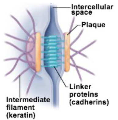 <ul><li><p>anchoring junctions from one cell to another that prevents separation</p><ul><li><p>2 neighboring cells stick together</p></li></ul></li><li><p>Most likely to find in parts of the body that’s frequently pulled or stretched</p><ul><li><p>e.x: skin</p></li></ul></li><li><p>are permittable</p></li><li><p>components </p><ul><li><p>cadherins</p><ul><li><p>protein filaments extend from cell surface and link to filaments on other cell surface</p></li><li><p>cellular velcro</p></li></ul></li><li><p>Plaque</p><ul><li><p>holds cadherins in place from inside the cell</p></li></ul></li><li><p>Keratin filaments</p><ul><li><p>hold plaque in place to prevent excessive movement/shifting</p></li></ul></li></ul></li></ul><p></p>