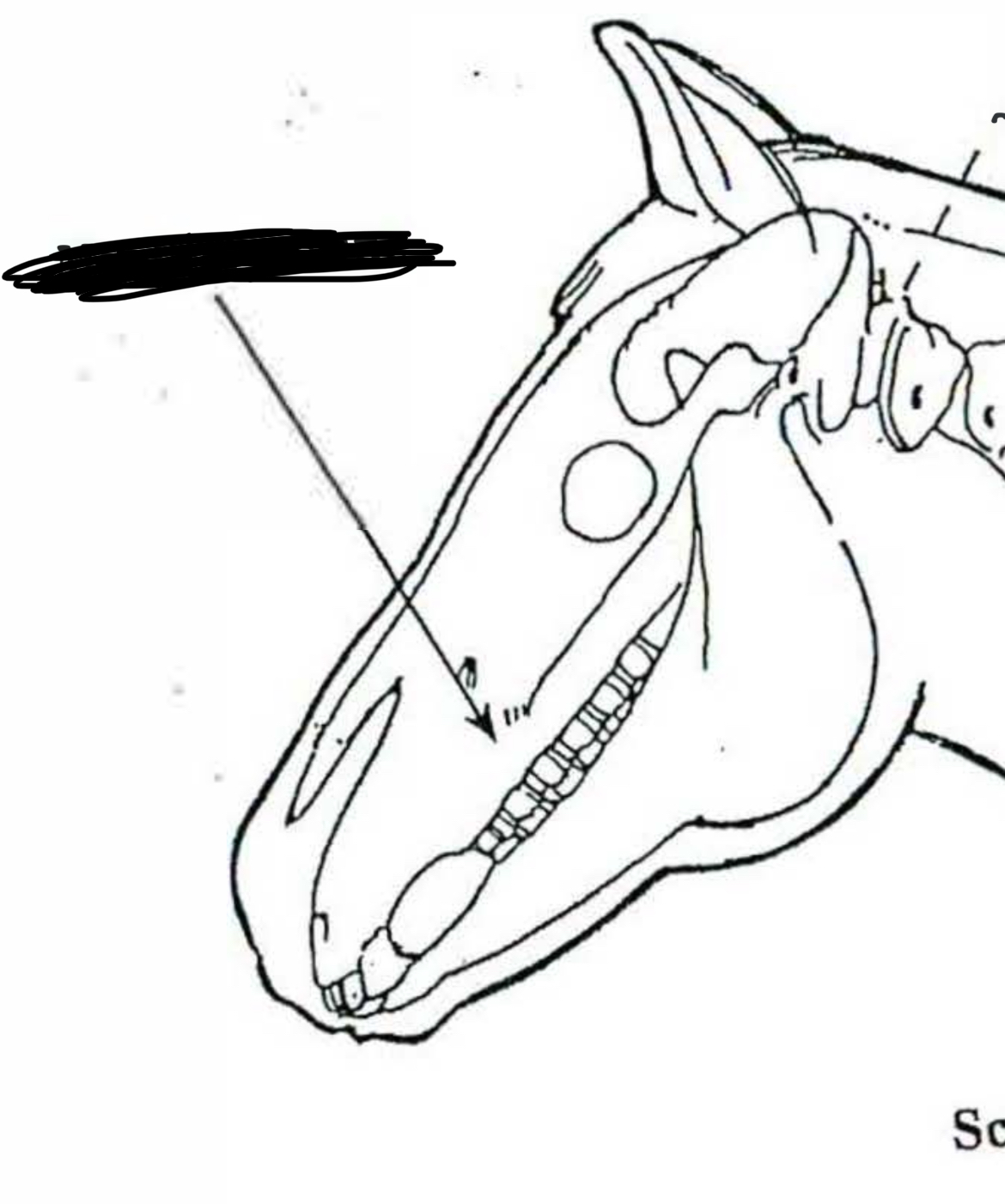 <p>Horse </p>