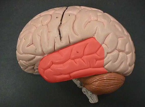Areas for hearing, smell, learning, memory, and some aspects of vision and emotion