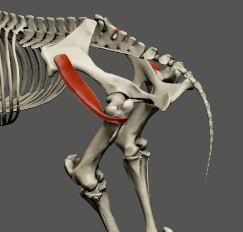 <p>odsttup: linea glutea </p><p>úpon: trochanter major femoris </p><p>fce: extenze v articulatio coxae</p><p>U kočky není vyvinutý</p><p>foto Eq</p>