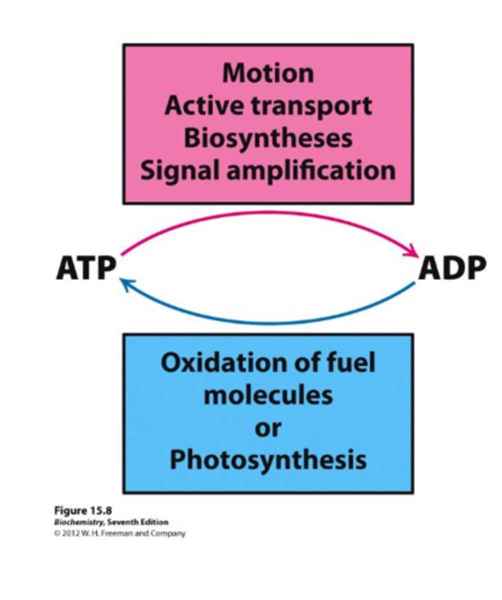 <p>accumulates during wake, promotes sleep.</p>