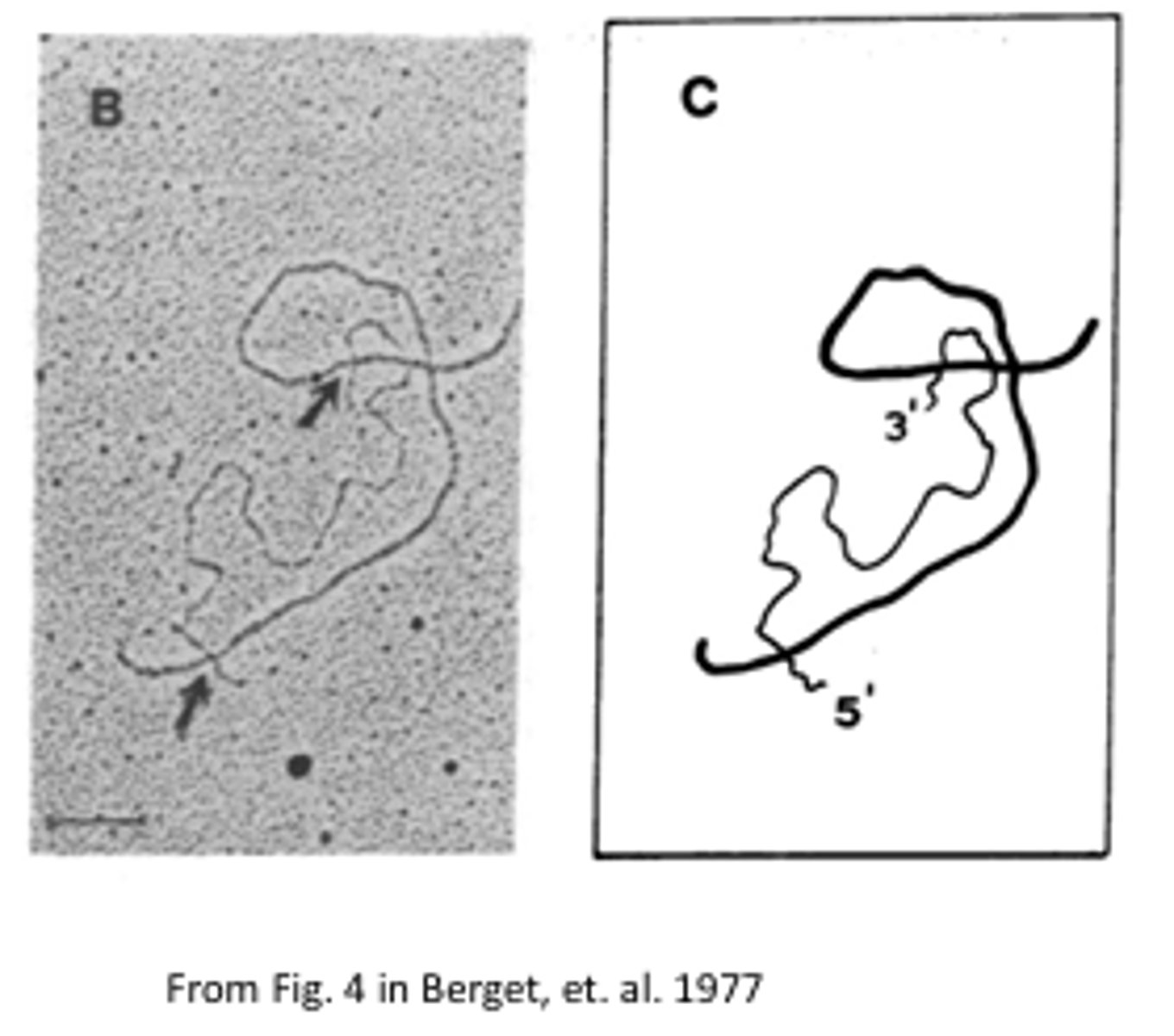 <p>Thin line - displaced DNA</p><p>Thick line - RNA-DNA hybrid</p><p>RNA-DNA binding is stronger than DNA-DNA >> resulting in heteroduplex mapping when the RNA displaces the DNA to hybridize with its complementary sequence. This image proved the existence of splicing due to the 5' RNA tail that was not able to hybridize with the DNA until a much longer strand was used (looping was observed at the intron sites).</p>