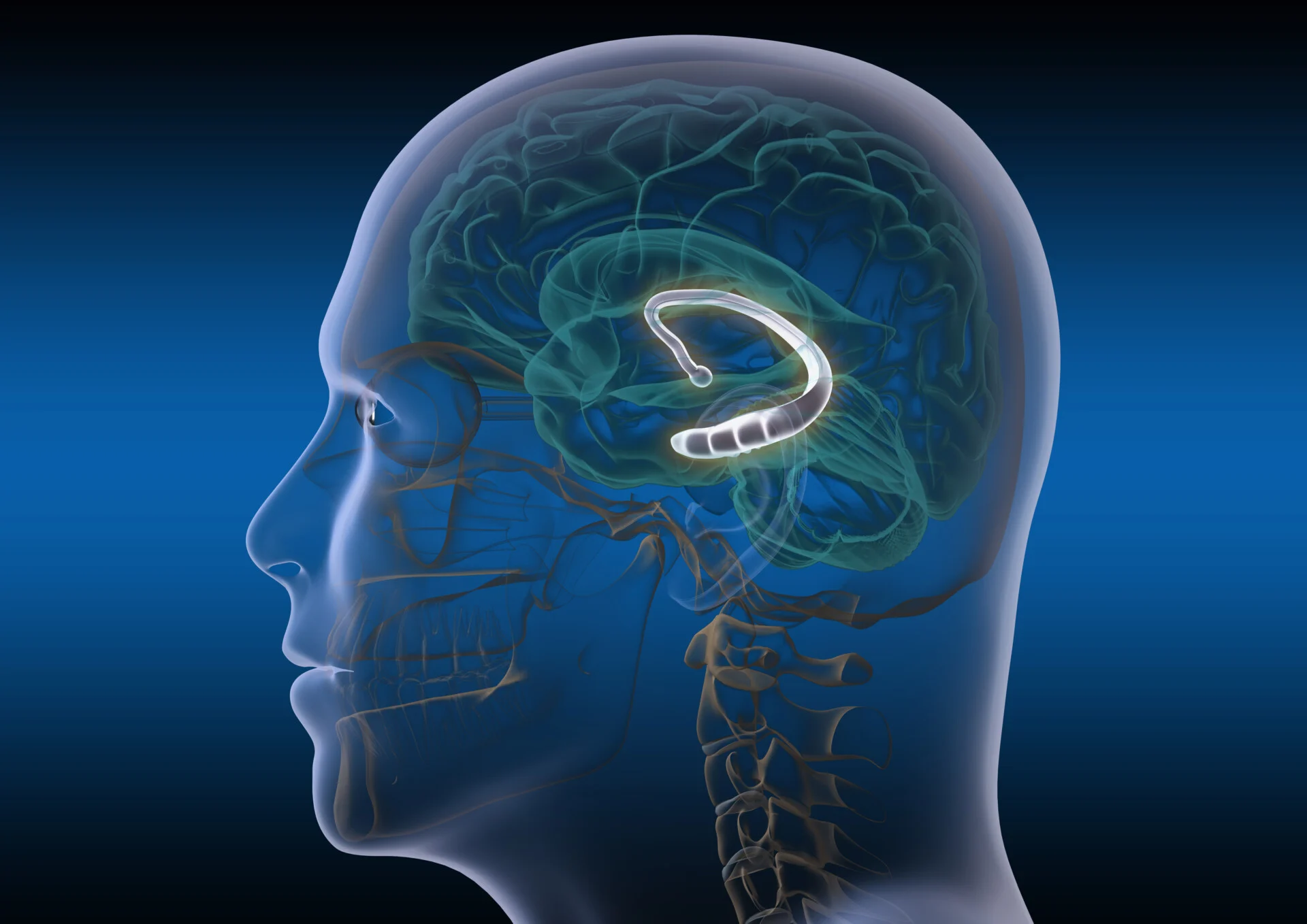 <p>The Hippocampus is a temporal lube neural center located in the limbic system that saves EXPLICIT MEMORIES!</p>