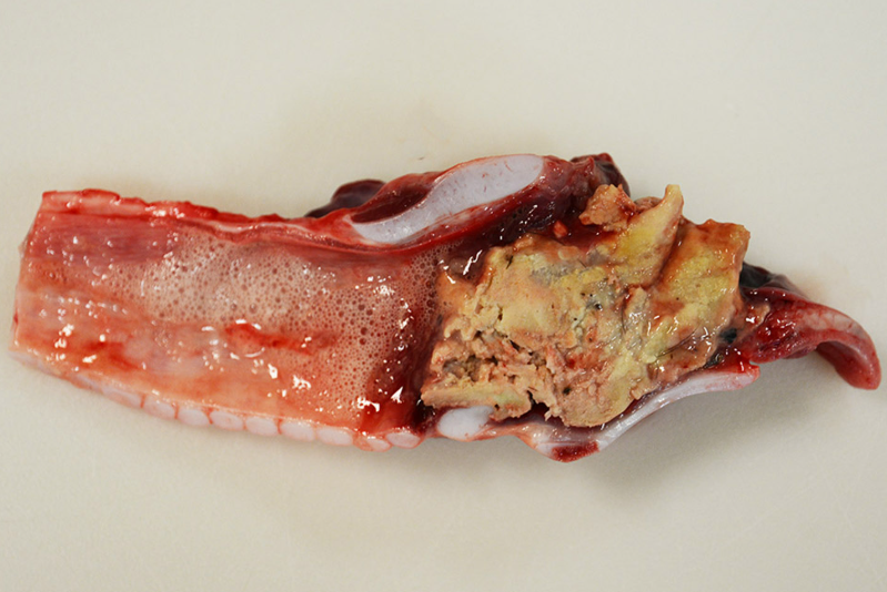<p>Calf. MDX and cause. </p>