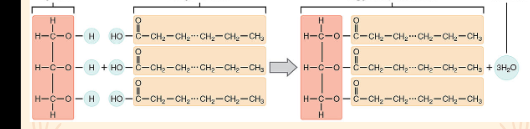 <p>based off the formation, what type of lipid is this?</p>