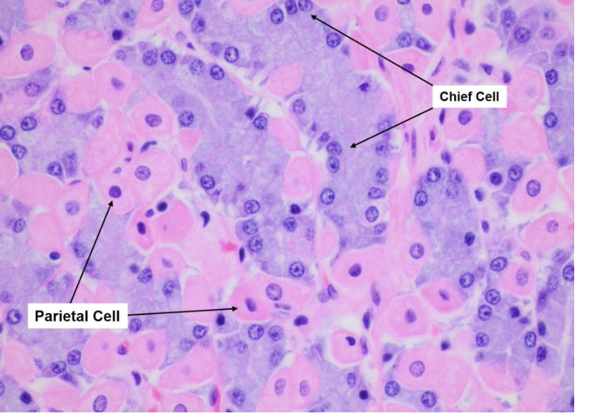   	 		 		 	 	 		

Superficially, the gastric mucosa contains **gastric pits,** which form superficial invaginations and are lined by mucus-secreting columnar epithelial cells. 

 	 