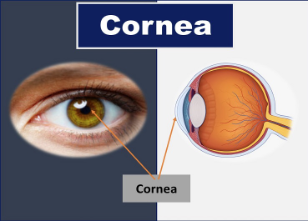 <p>cornea</p>