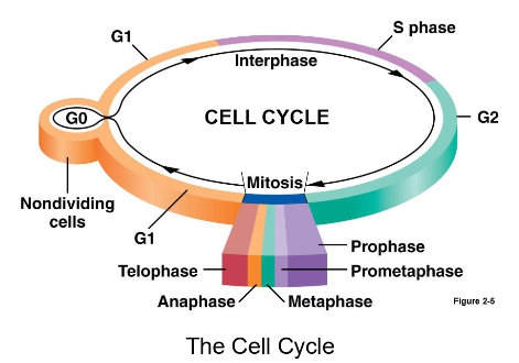 <p>Interphase includes = S phase (DNA is synthesized), and G1 and G2</p><ul><li><p>G0 - point in G1 where cells aren’t dividing but in a metabolically active state</p></li></ul><p></p>