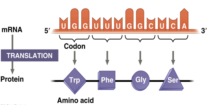 <p>The mRNA sequence determines the sequence of amino acids in the primary structure of the polypeptide; RNA-directed synthesis of a polypeptide</p>