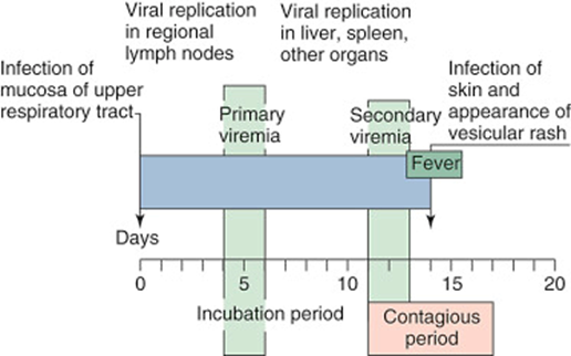 <p>From the <strong>skin and mucous membranes</strong>, the virus <strong>spreads to neurons</strong> and <strong>establishes latent infection</strong> in the nervous system.</p>
