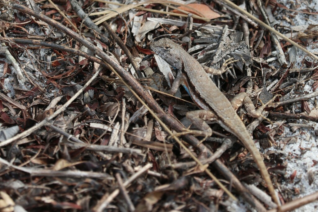 <p>Florida Scrub Lizard, live in C FL and coasts, endemic, dark stripe running along sides, overlapping imbricate scales, sharp points, females have blue patches and males have teal patches</p>