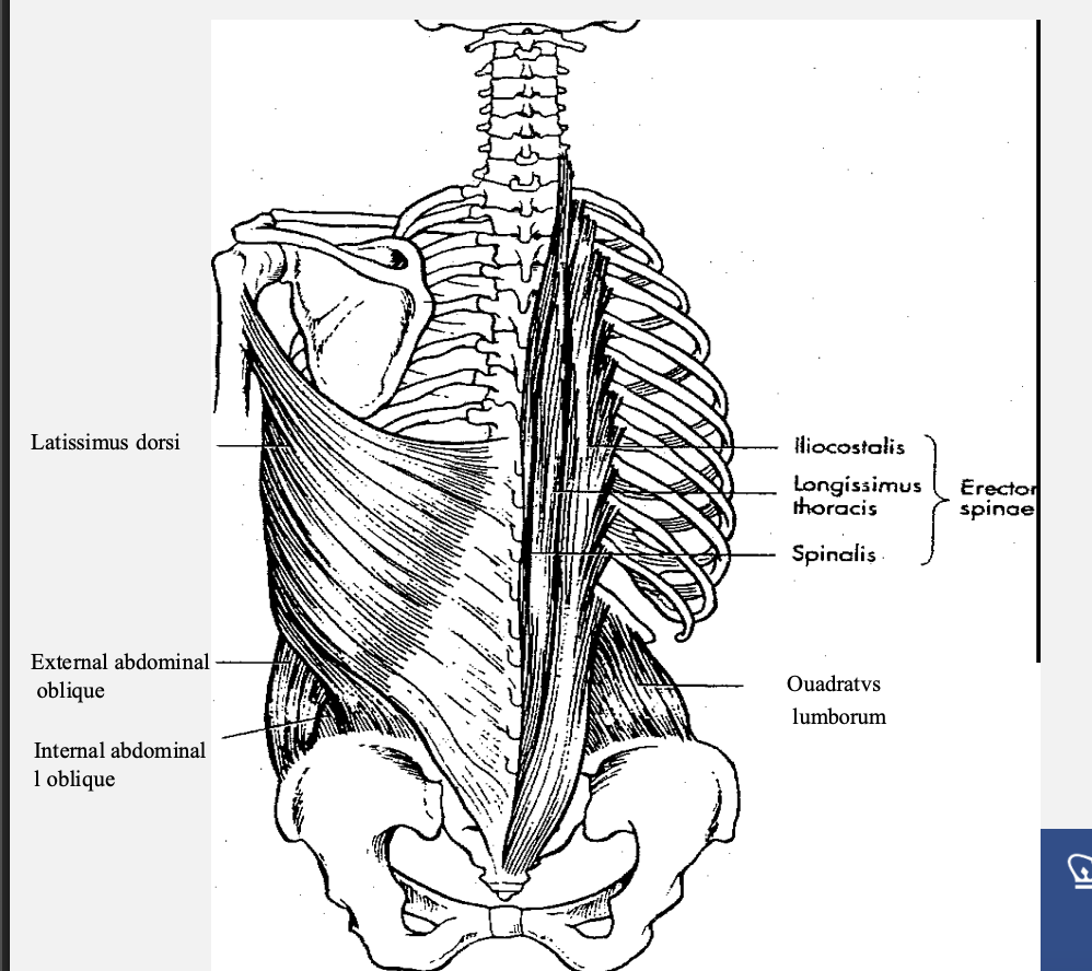 <ul><li><p>Purpose: </p><ul><li><p>1. Balance of the vertebral column </p></li><li><p>2. Trunk control (extension, lateral flexion, rotation) </p></li><li><p>3. Approximates head to sacrum and pulls pelvis to anterior tilt </p></li><li><p>4. Accentuates lumbar lordosis</p></li></ul></li></ul><p></p>