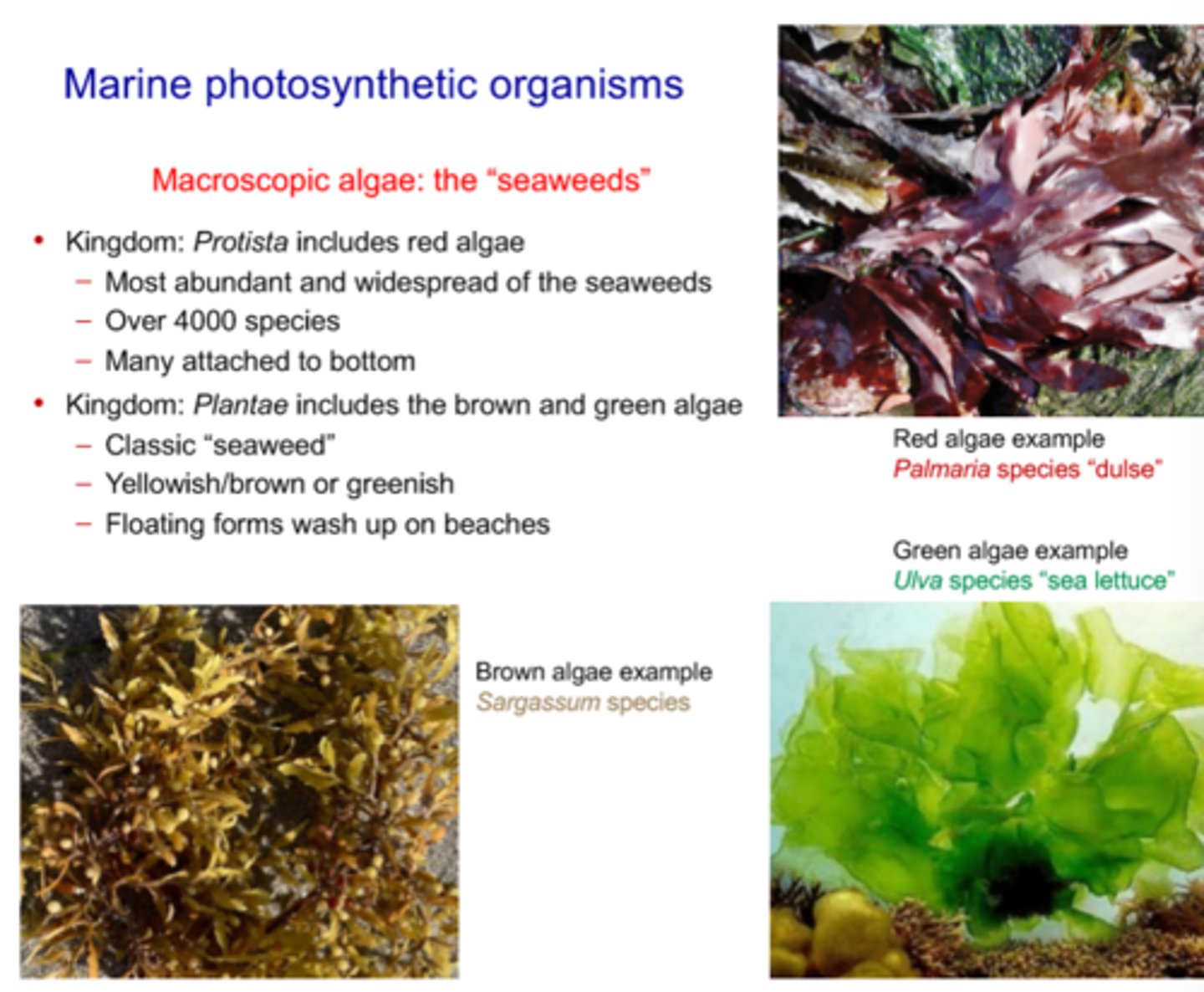 <p>- The 3 main macroscopic algaes ("seaweeds") are red algae, green algae, and brown algae</p><p>- Red Algae Overview:</p><p>- In Kingdom protista</p><p>- Most abudnant and widespread of the seeweeds</p><p>- Over 4000 species</p><p>- Many attatched to bottom (of ocean, presumebly?)</p><p>- Brown and Green Algae Overview:</p><p>- In kingom Plantae</p><p>- Classic "Seaweed"</p><p>- Yellow/brown or greenish</p><p>- Floating forms that wash up on beachs</p><p>- Red Algae Example: Palmaria species "dulse"</p><p>- Edible</p><p>- Green Algae Example: Ulva species "sea lettuce"</p><p>- Edible</p><p>- Named after green apperance</p><p>- Brown Algae Example: Sargassum species</p><p>- Forms the "sargassum sea" in the western north atlantic where subtropical gyres form</p><p>- The floating algaes floats int he ocean and gets caught in subtropical gyres</p><p>- Sargassum is also common in the fulg of mexico and is very abudant during certain times of year</p>