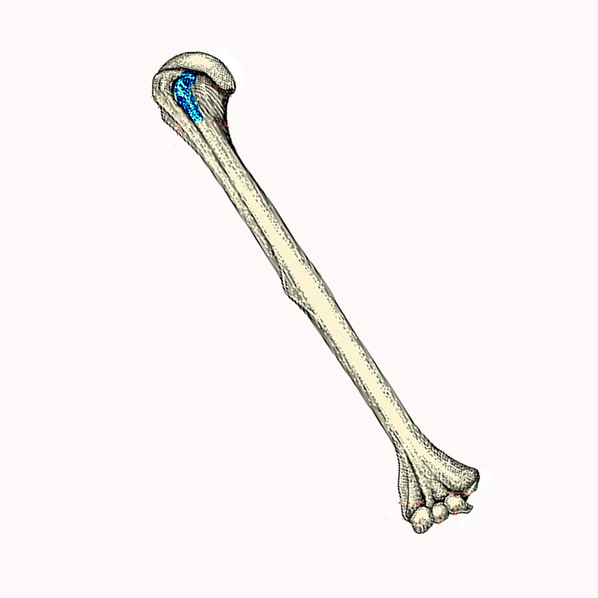 <p>Name the highlighted portion of the humerus</p>