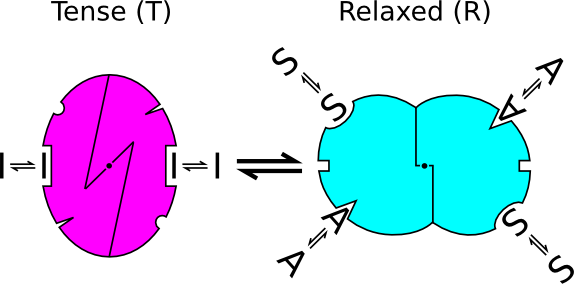 <p>Yes. <br><strong>O<sub>2</sub> can bind both T and R</strong>, but <strong>affinity is higher in R.</strong></p>