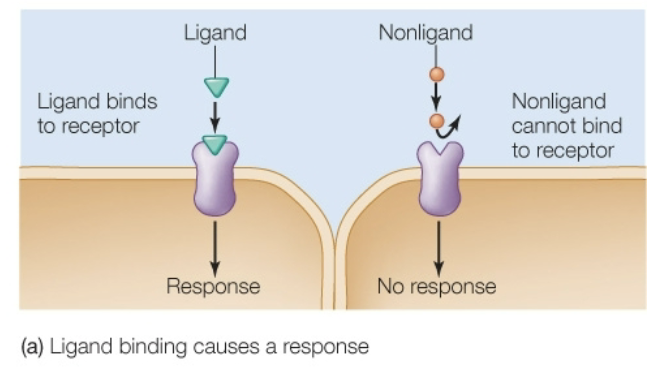 <ul><li><p>Found in the body, the natural ligand</p><ul><li><p>Not something like Coffee - comes from outside</p><p></p></li></ul></li></ul><p></p>