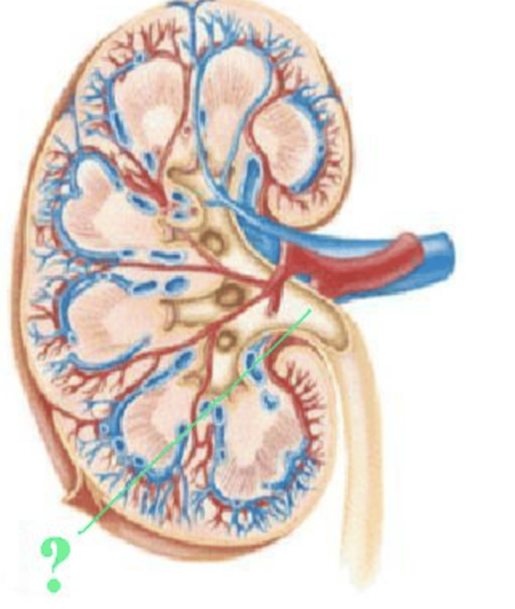 <p>renal pelvis</p>