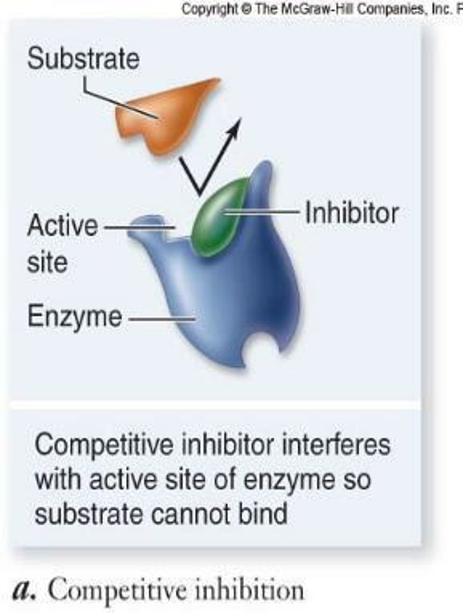 <p>molecules that temporarily inhibit enzyme function by competing with substrate for active site</p>