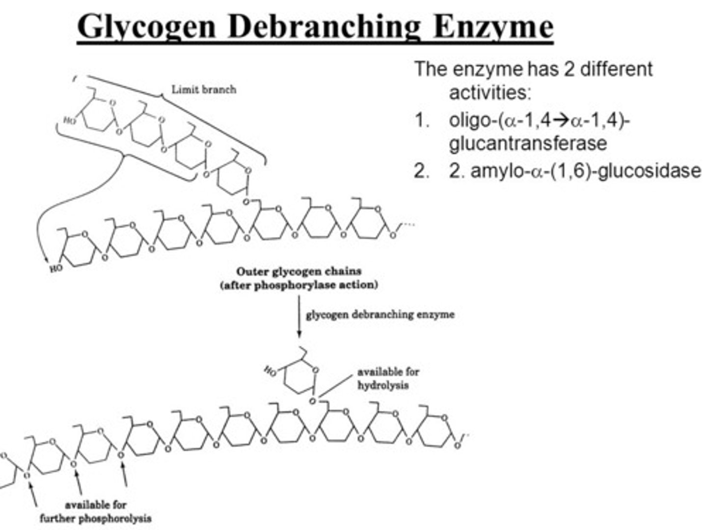<p>True. A Debranching enzyme must be used to deconstruct the branching points in Glycogen, and is a two-enzyme complex.</p>