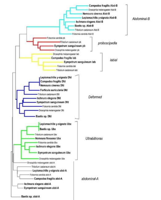 <p>a phylogenetic tree where the tips don’t all align</p><p>still shows the relationships between species, but also tells more information</p><p>branch lengths are informative, typically the number of nucleotide differences between species</p><p>i.e. shorter branches have fewer base pair differences than long branches</p><p>(note: branch lengths are in comparison to each other, not just to the MRCA)</p>