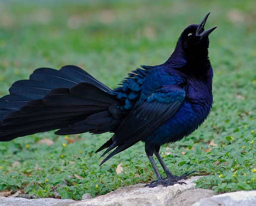 <p>Common Grackle</p>