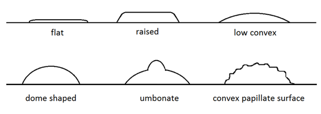 <p><mark data-color="red">Elevation</mark></p><p>Can you label, describe and explain what this diagram is/shows?</p>