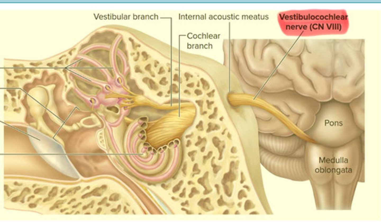 <p>Vestibulocochlear</p>