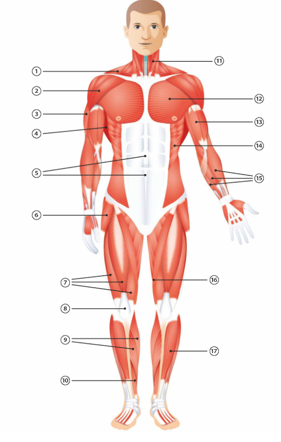 1. Trapezmuskel
2. Schultermuskel -> Deltamuskel
3. Armtrizeps (drei Köpfiger Armmuskel) 
4. Grosser Rückenmuskel -> Musculus latissimus
5. gerader Bauchmuskel
6. Sprintermuskel
7. Quadrizeps
8. Quadrizepssehne
9. Wadenmuskeln
10. langer Zehenmuskel
11. Halswendermuskel
12. grosser Brustmuskel
13. Armbizeps, Armbeuger
14. schräger Bauchmuskel
15. Unterarmmuskeln
16. Schneidemuskel
17. Schienbeinmuskel