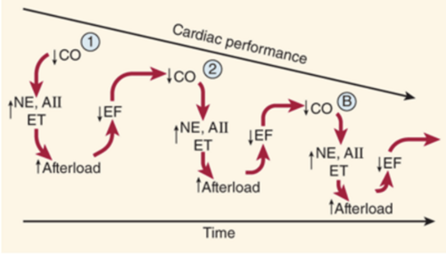 <p>• Progressive decline in cardiac performance</p><p>• Decreased cardiac output</p><p>• Increased neurohormones: norepinephrine, angiotensin II, endothelin</p><p>• Vasoconstriction → increased afterload</p><p>• Increased afterload → decreased ejection fraction</p><p>• Decreased EF → further reduced cardiac output</p><p>• Creates a vicious cycle of worsening heart failure</p>