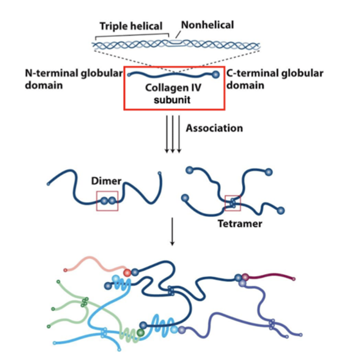 <p>three collagen IV molecules come together to form a triple helix - this is the subunit</p><p>these collagen IV triple helices interact via their N- and C- terminal globular domains</p><p>subunits associate into a 2D network (not into fibers)</p>