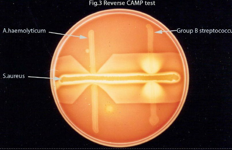 <p>requires CAMP S.aureus for beta-lysin</p><p>pos = red arrows (inhibition of hemolysis) towards Staph streak → Arcano. haemolyticum</p>