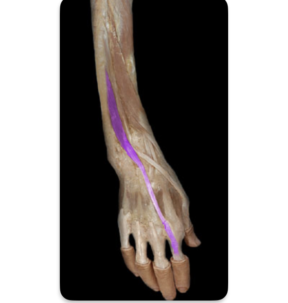 <p><em>table 5, radial n (C7-C8), deep to extensor digitorum</em></p>