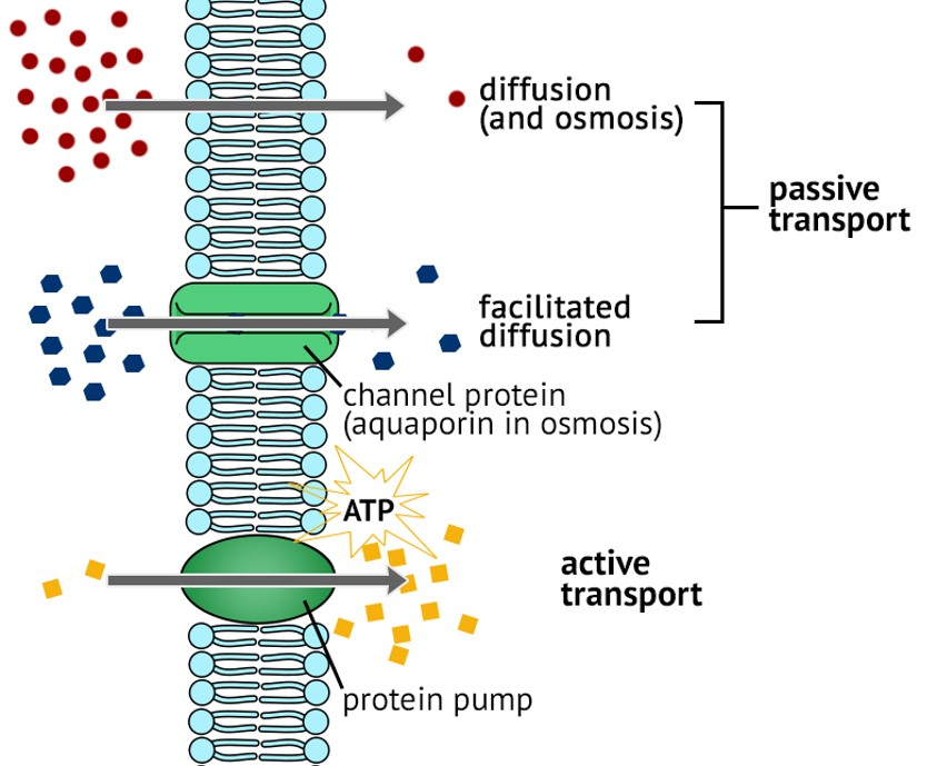 <p>The transported molecules/ions migrate <strong>against the concentration gradient </strong>→ requires some input of energy to pump them across the membrane </p>