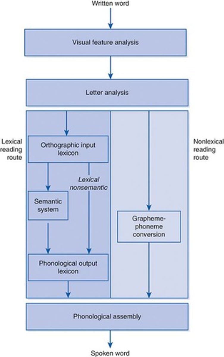 <p>A model describing the processes involved in reading.</p>