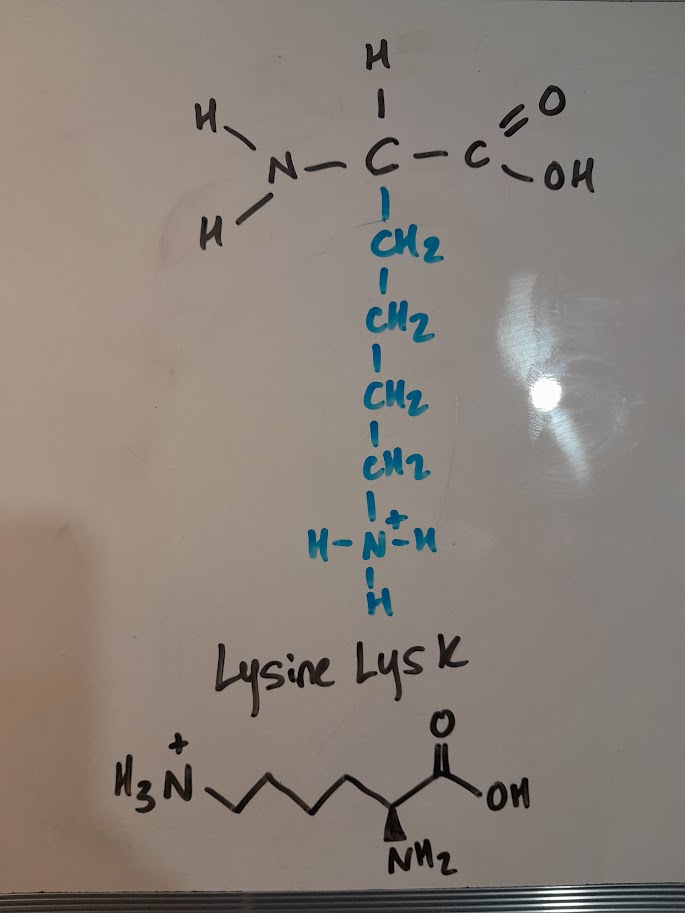 <ul><li><p>Lys</p></li><li><p>K</p></li><li><p>positively charged</p></li><li><p>basic</p></li></ul><p></p>