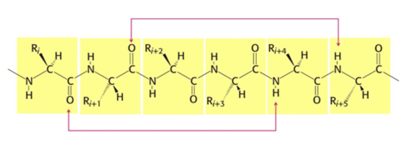 <p>- Alpha helix stabilized by main chain H-bonds</p><p>- Occurs between every fourth residue (red arrows)</p><p>- Happens between partially negative O and hydrogens on partially positive N (due to partial double bond character of peptide bond)</p><p>- Turns once ever 3.6 AAs</p><p>- Though side chains ARE NOT directly involved in forming H-bonds, the nature of the side chain helps determine which secondary structure will form</p>