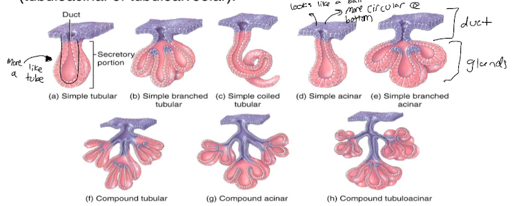 <ul><li><p>either sac like (acinar/alveolar) or tube-like (tubular)</p></li><li><p>also intermediate configurations (tubuloacinar or tubuloalveolar) </p></li></ul>