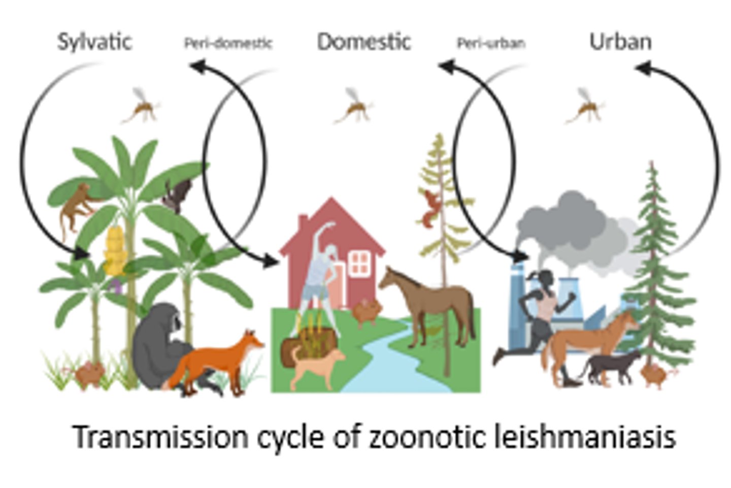 <p>Reservoir hosts for L. panamensis and L. guyanensis are dog, sloth, opossum, ant eater.</p><p>Clearing forests for frontier farming</p><p>-> edge of natural foci with human dwellings</p><p>-> spillover of L. guyanensis into peri-domestic transmission cycle in Brazil.</p><p>Coffee plantations in New World do provide new places for Leishmania transmission</p>