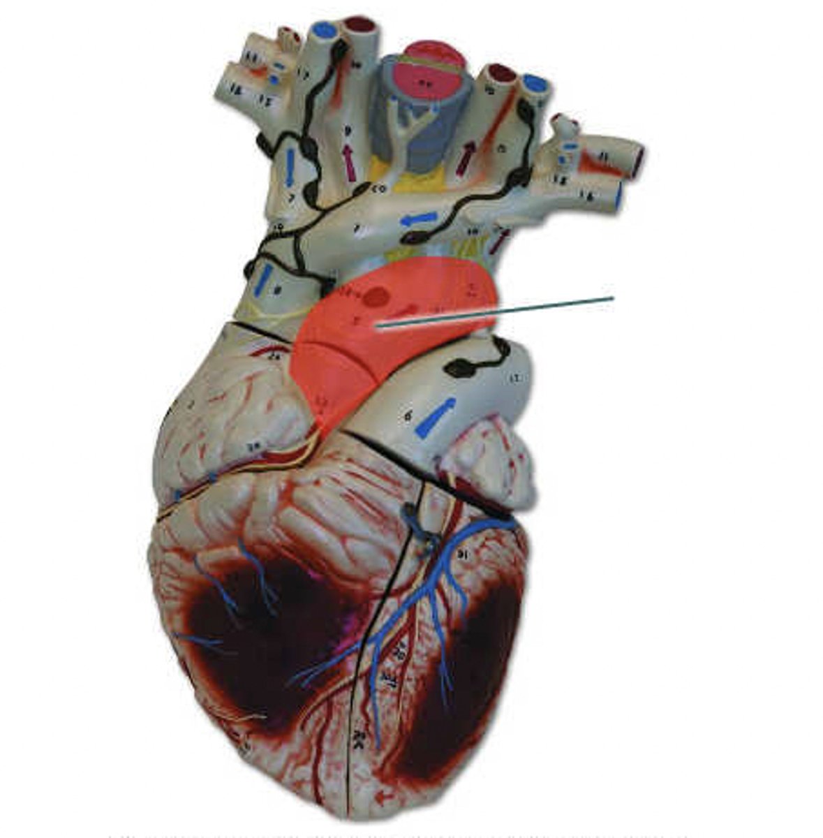 <p>Identify the highlighted structure.</p>